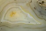 Polished Agate Replaced Wood Limb Cast - Wyoming #373458-1